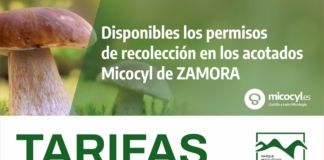Rabanales abre la temporada micológica con permisos hasta julio de 2027 y visitas gratuitas al Museo Micológico