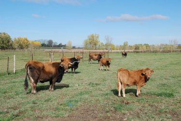 Vacas-de-la-raza-alistano.jpg_350251720