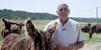 ASZAL, galardonada por el Colegio de Veterinarios de Madrid por su labor en la defensa del asno Zamorano-Leonés