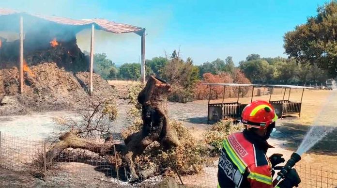 bomberos fermoselle ganado paja