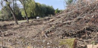 El PSOE de Ferreras de Abajo denuncia ante Medio Ambiente la tala de árboles de gran porte en el municipio