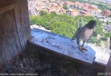 Viento regresa a casa