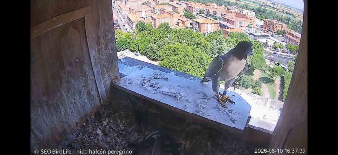 halcon