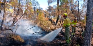Un incendio intencionado calcina 2,69 hectáreas de superficie arbolada en Pereruela