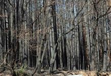 La Junta publica la orden que establece el marco para la extracción de madera quemada en las zonas afectadas por los incendios de este verano