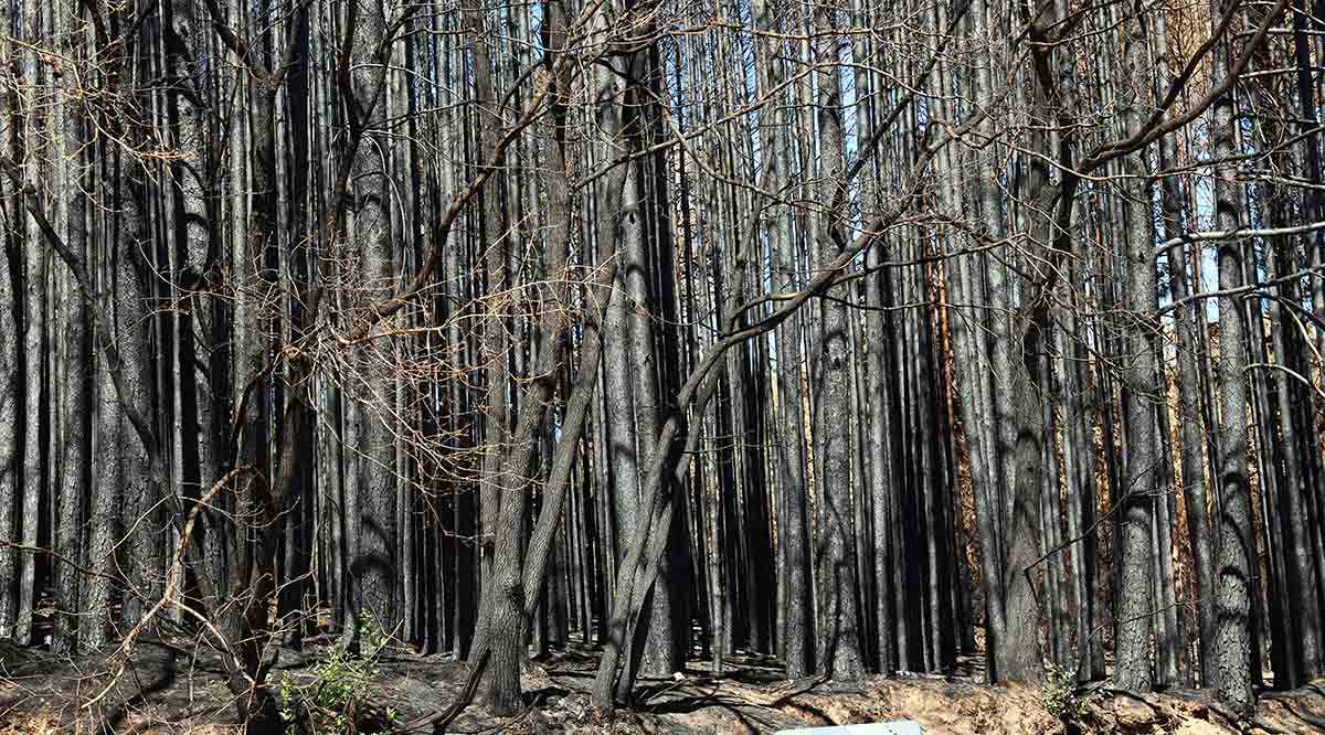 madera quemada culebra