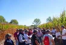 Agropal lleva al campo sus II Jornadas del Maíz con 22 variedades a prueba en Micereces de Tera