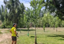 Grupo Operativo Go Olmos, un nuevo proyecto para recuperar el olmo ibérico