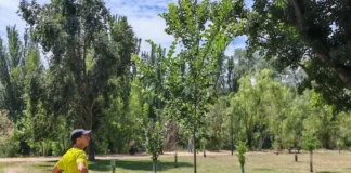 Grupo Operativo Go Olmos, un nuevo proyecto para recuperar el olmo ibérico