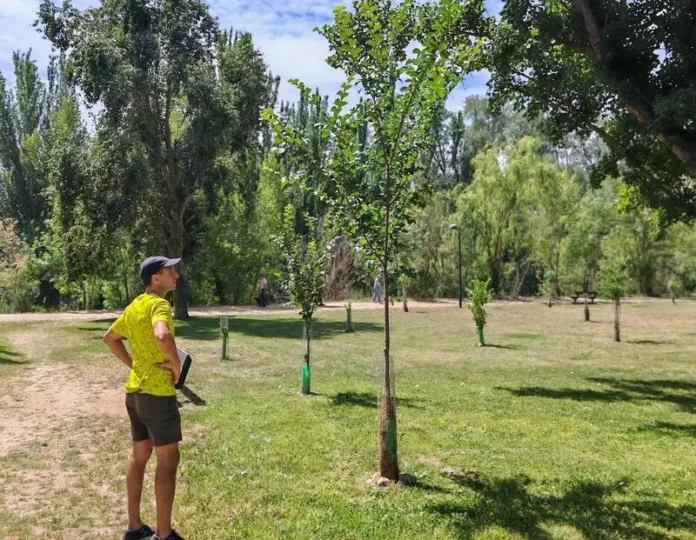 olmo iberico_paseo tres arboles