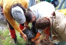 Criosanabria arranca su programación de otoño con plantaciones de negrillos resistentes a la grafiosis y actividades culturales