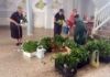 Más de 16.000 plantas renovarán las zonas verdes de 161 municipios de Zamora