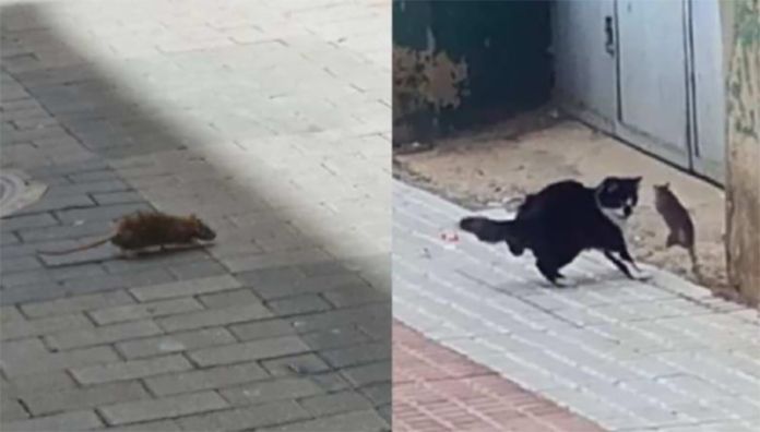 ratas benavente