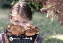 Micocyl abre la venta de permisos micológicos para más de 27.000 hectáreas en el noroeste zamorano