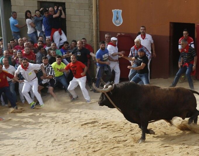 toro enmaromado