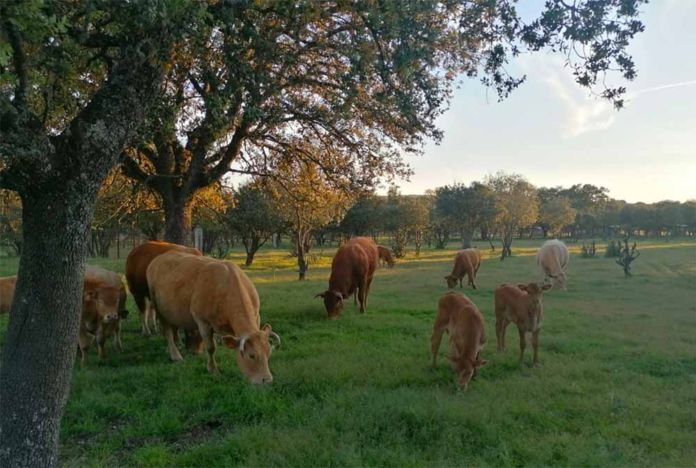 vacas grisuela