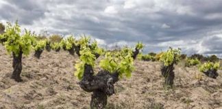 Bragança presentará en Zamora su Wine Experience y la Semana de los Sabores de Trás-os-Montes