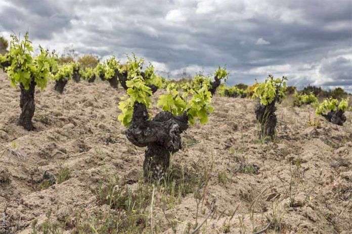 viñedos arribes